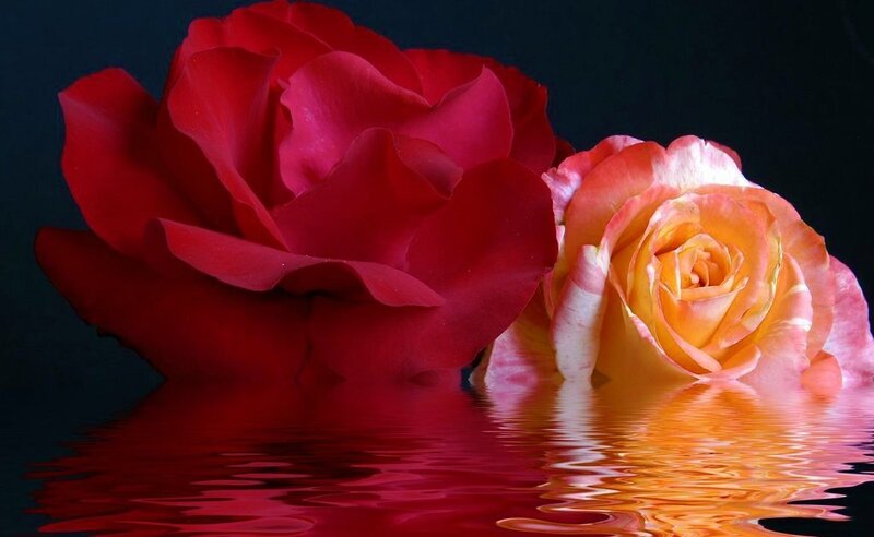 Two Roses in Water — Red