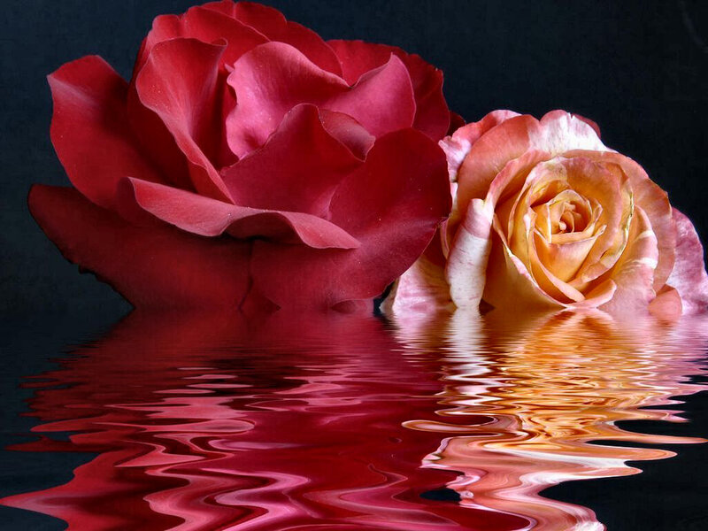 Two Roses in Water