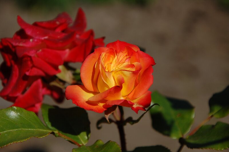 Two Roses on a Bush — Red