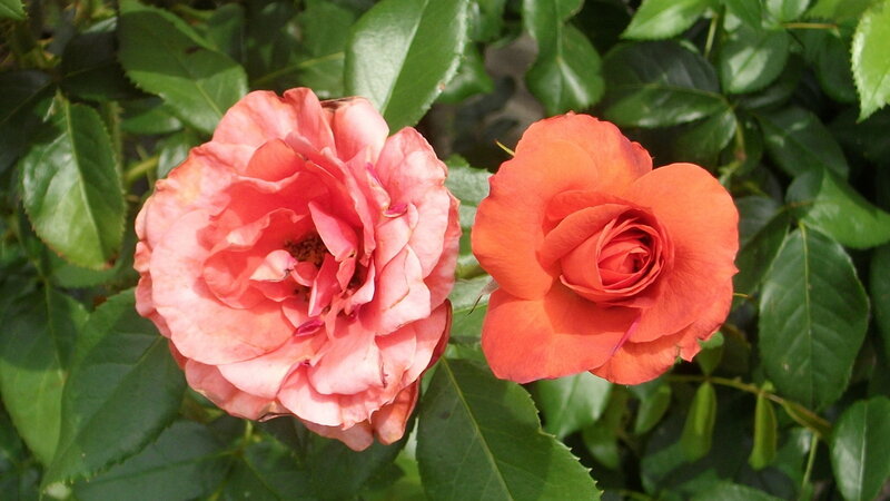Two Roses on a Bush