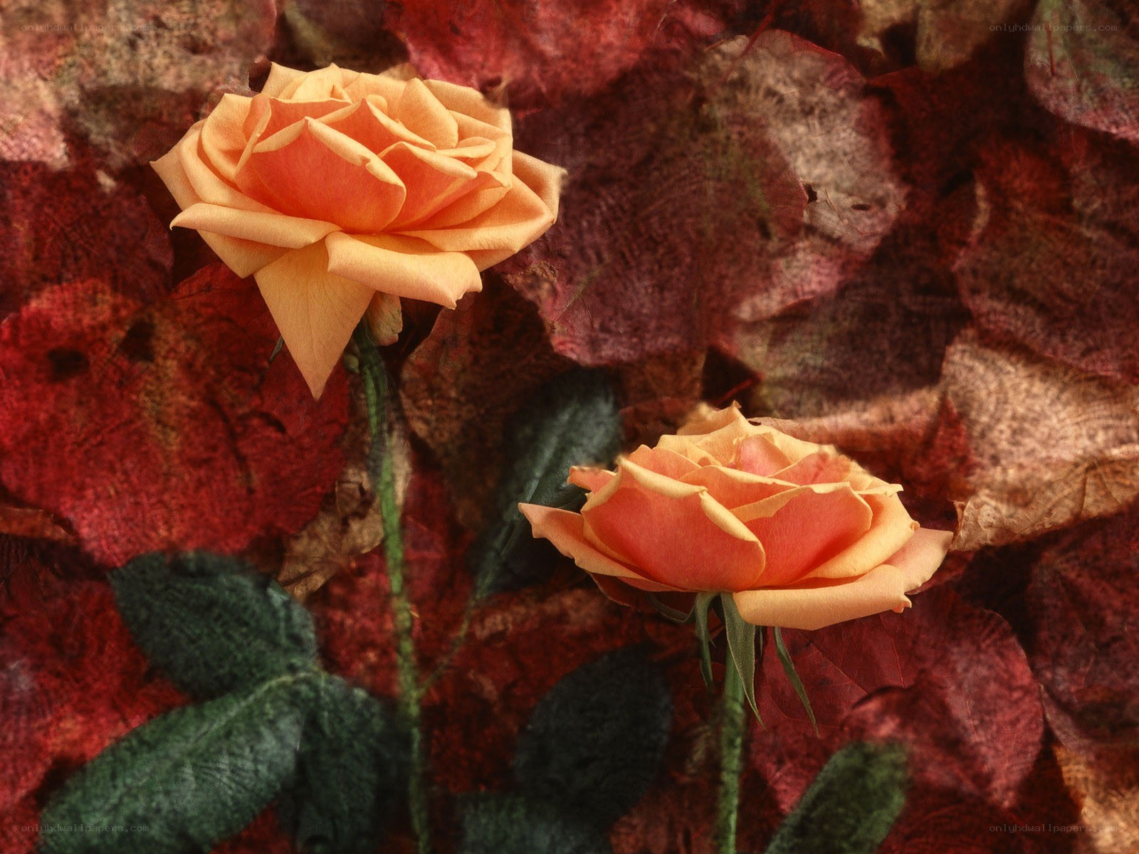 Two roses on autumn leaves