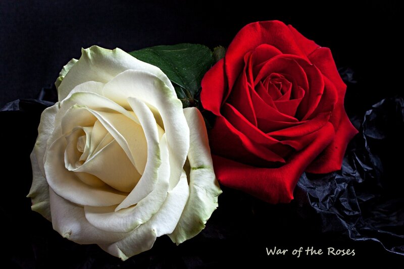 Two Roses on Black — Red