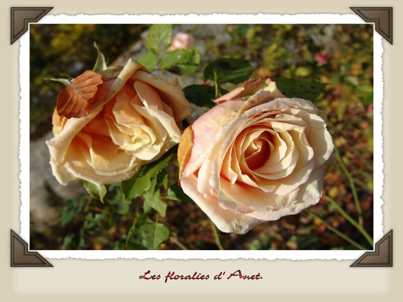 Two Roses on Bush