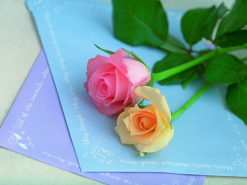 Two Roses on Cards — Pink