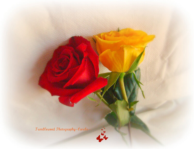Two Roses on Fabric