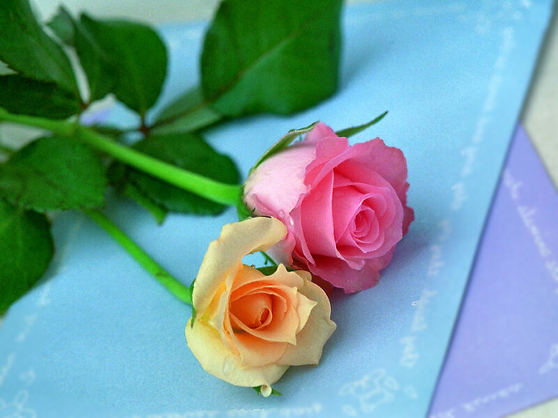 Two Roses on Paper