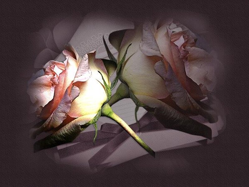 Two Roses on Paper — White