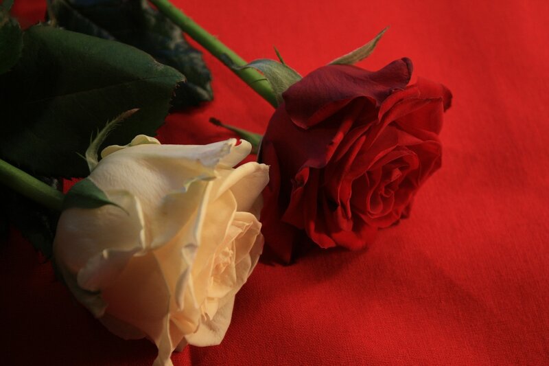 Two Roses on Red Cloth