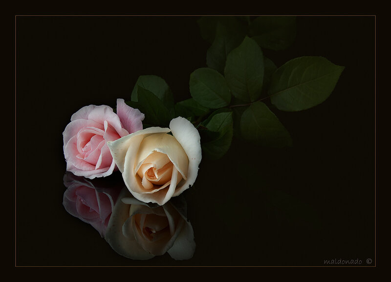 Two Roses on Reflective Surface
