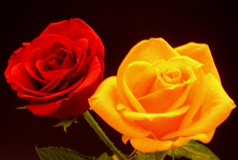 Two Roses on Stem