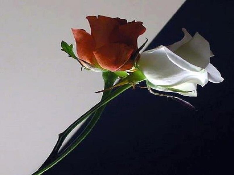 Two Roses on Stem — White