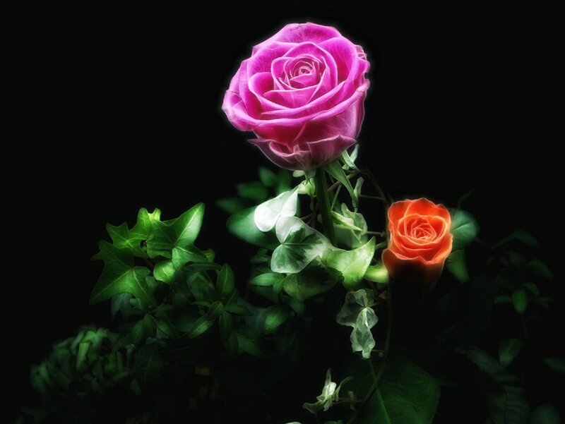 Two Roses on Stems
