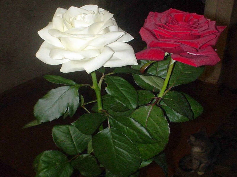 Two Roses on Stems — White