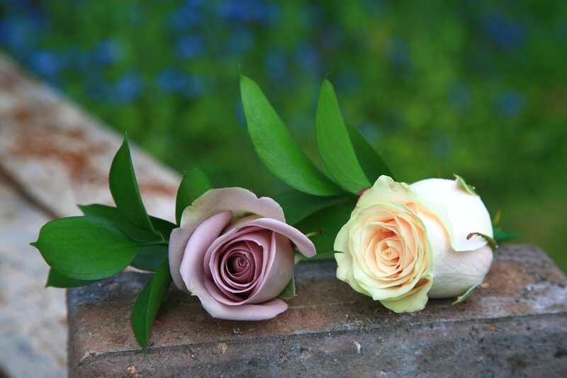 Two Roses on Stone — Green, Serene