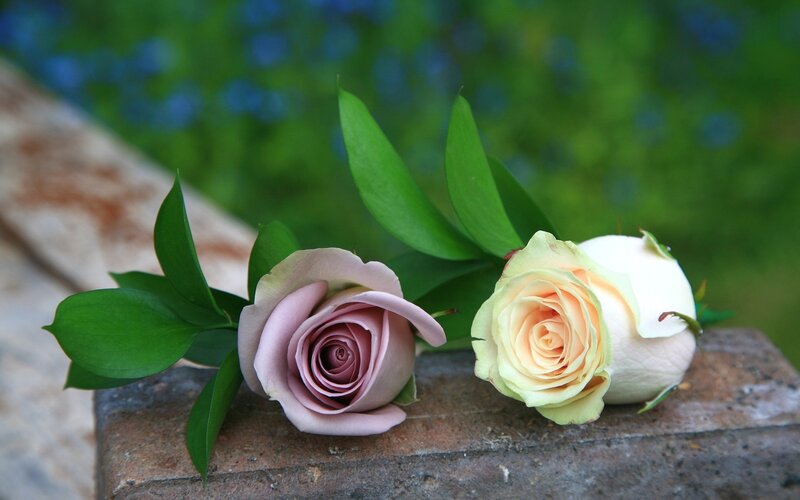 Two Roses on Stone — Green