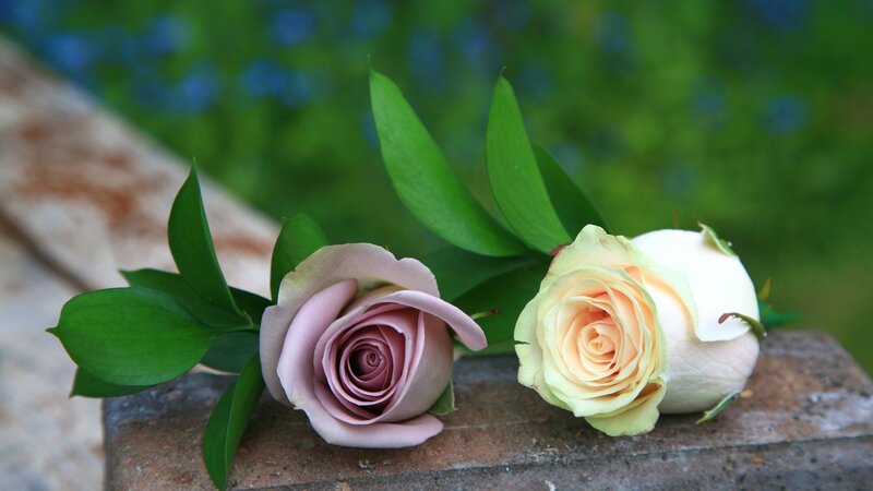 Two Roses on Stone — Pink