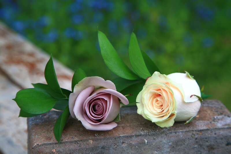Two Roses on Stone