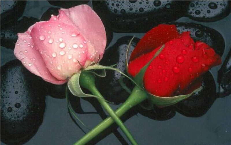 Two Roses on Stones