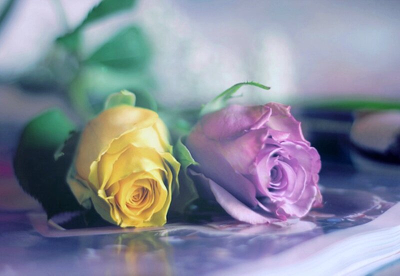 Two Roses on Surface — Yellow