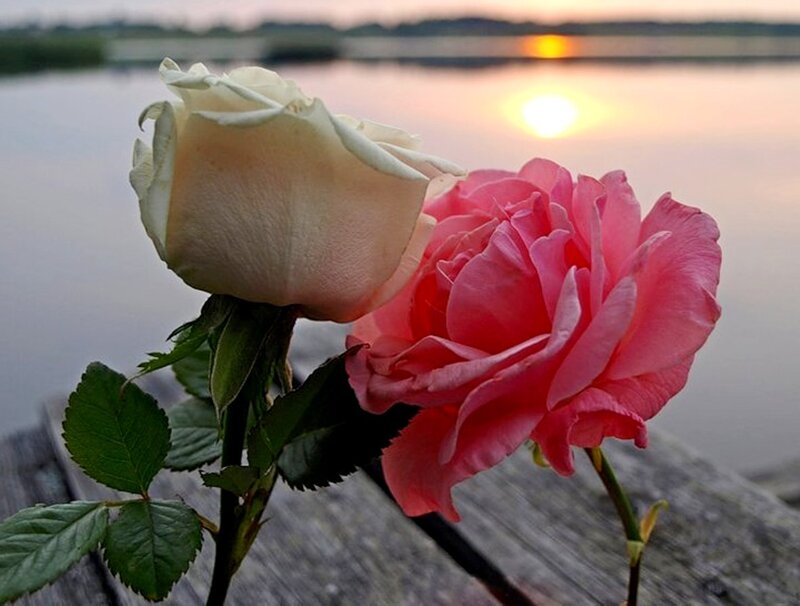 Two Roses on Wood — Pink
