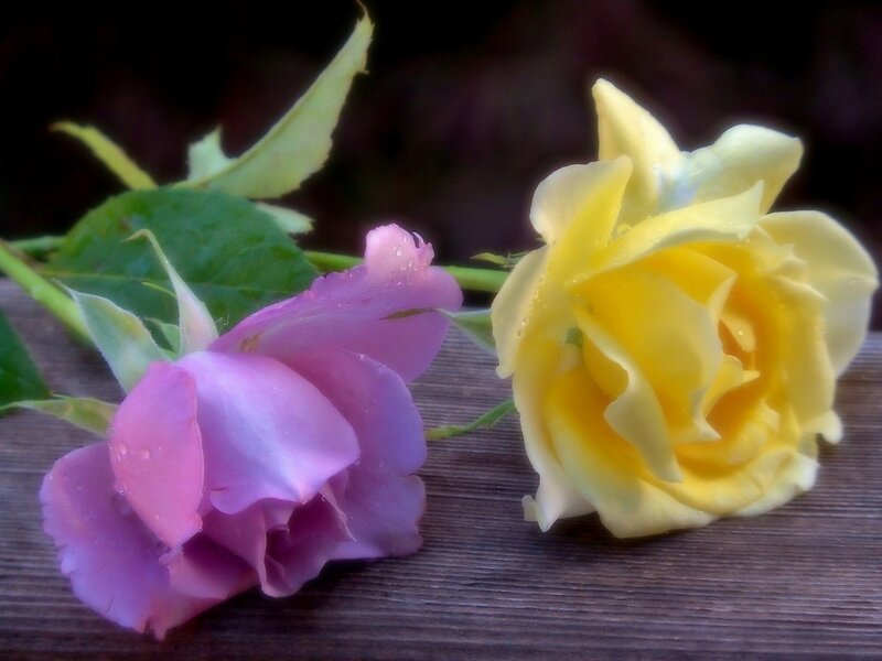Two Roses on Wood
