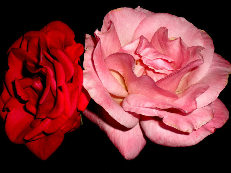 Two Roses Side by Side — Red
