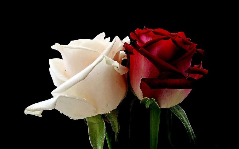Two Roses Side by Side — White
