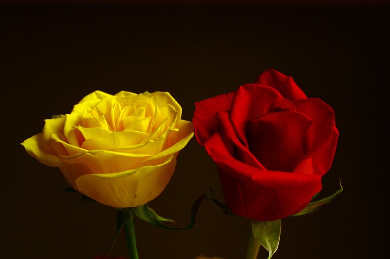 Two Roses Side by Side — Yellow, Dramatic