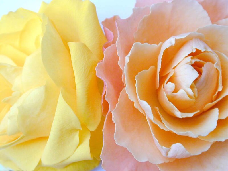 Two Roses Side by Side — Yellow