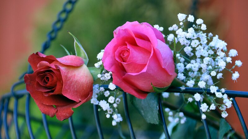 Two Roses with Baby's Breath — Pink, Calm