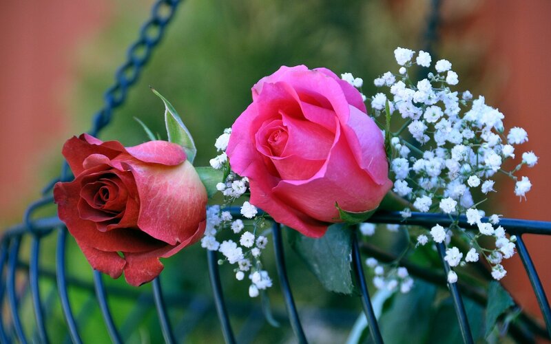 Two Roses with Baby's Breath — Pink