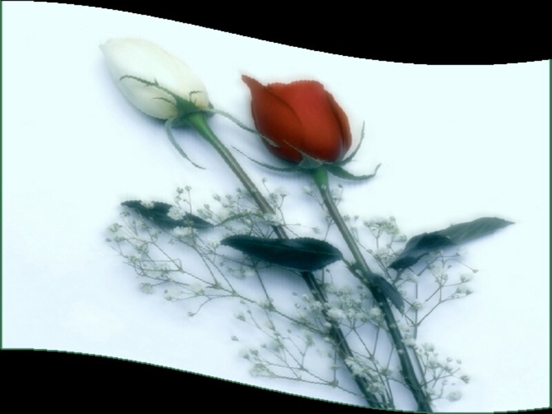 Two Roses with Baby's Breath