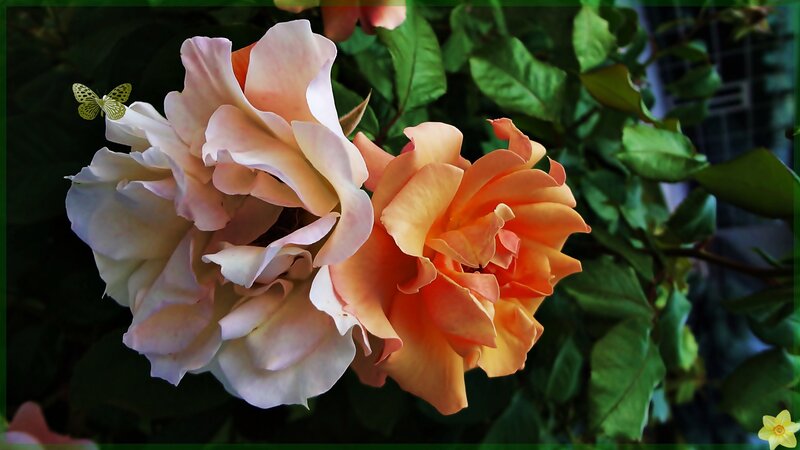 Two Roses with Butterfly