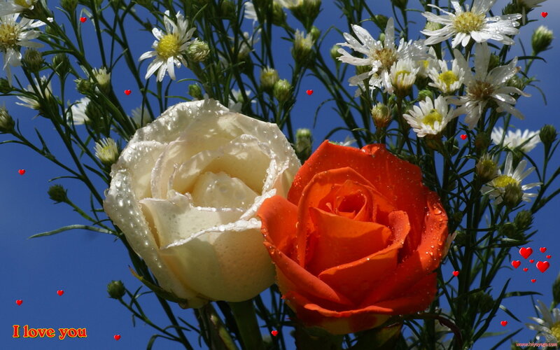 Two Roses with Daisies