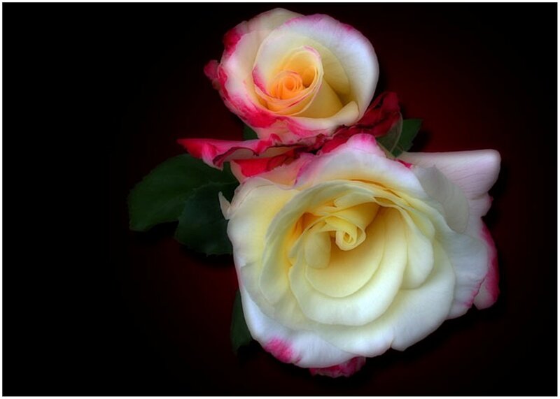 Two Roses with Green Leaves