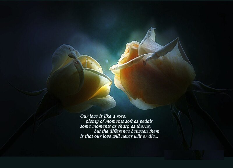 Two roses with love quote