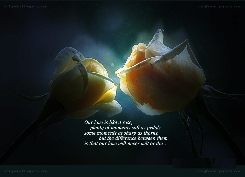 Two roses with love quote