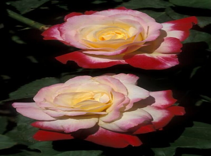 Two Roses with Red Edges