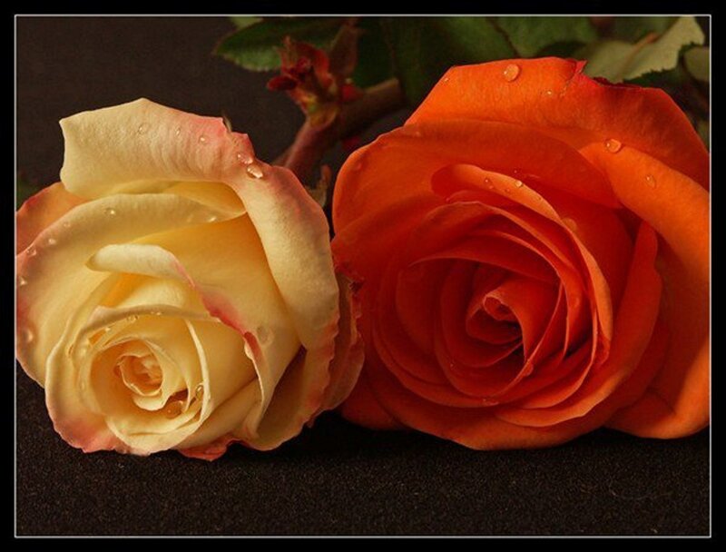 Two Roses with Water Droplets — Orange
