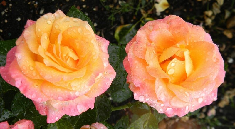 Two Roses with Water Droplets — Pink, Calm, Photograph