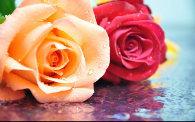 Two Roses with Water Droplets — Pink, Calm
