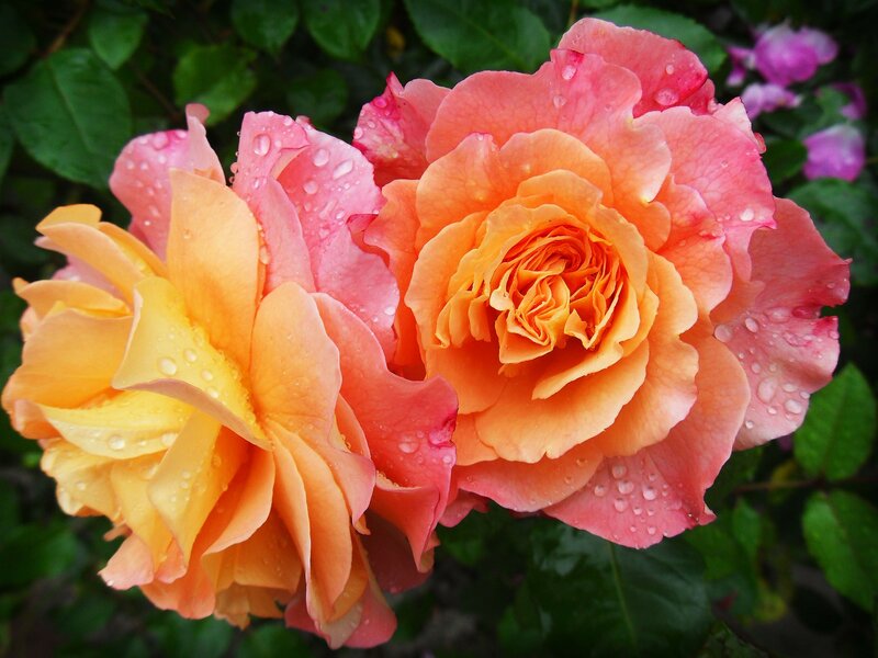 Two Roses with Water Droplets — Pink, Serene