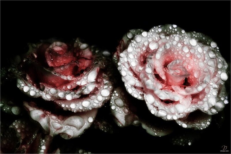 Two Roses with Water Droplets — Pink