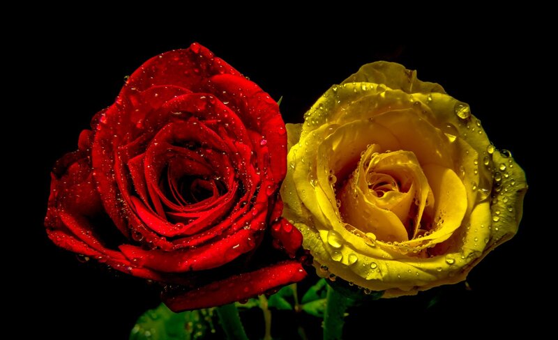 Two Roses with Water Droplets — Red, Dramatic, Photograph