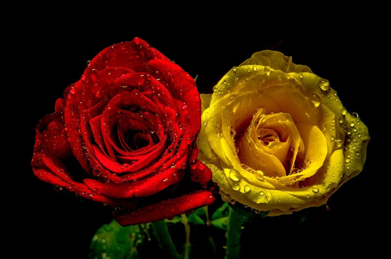 Two Roses with Water Droplets — Red, Dramatic, Photograph, Water Droplets