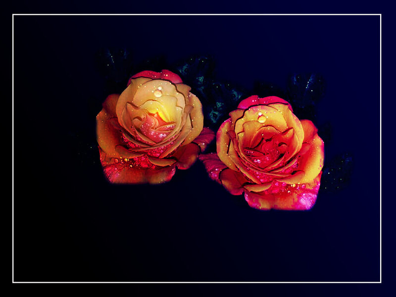 Two Roses with Water Droplets — Red, Dramatic