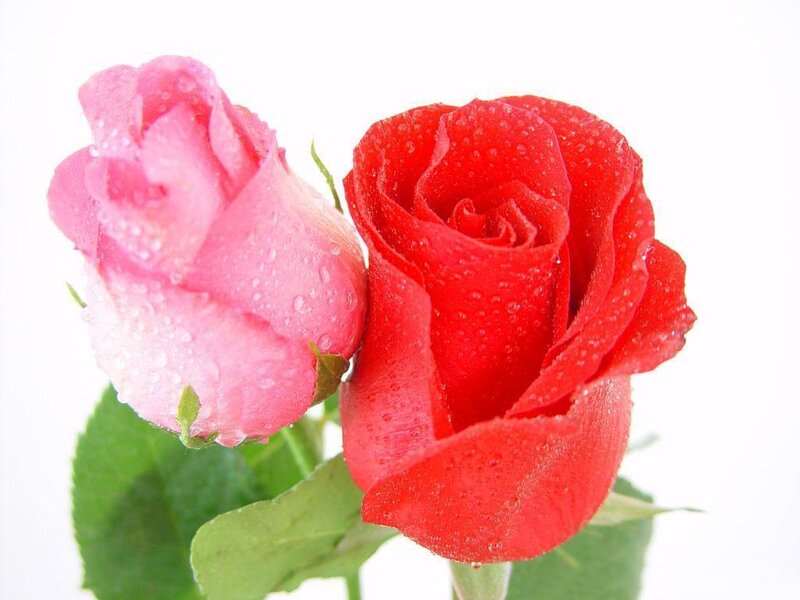 Two Roses with Water Droplets — Red
