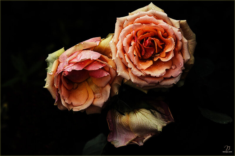 Two Roses with Water Droplets