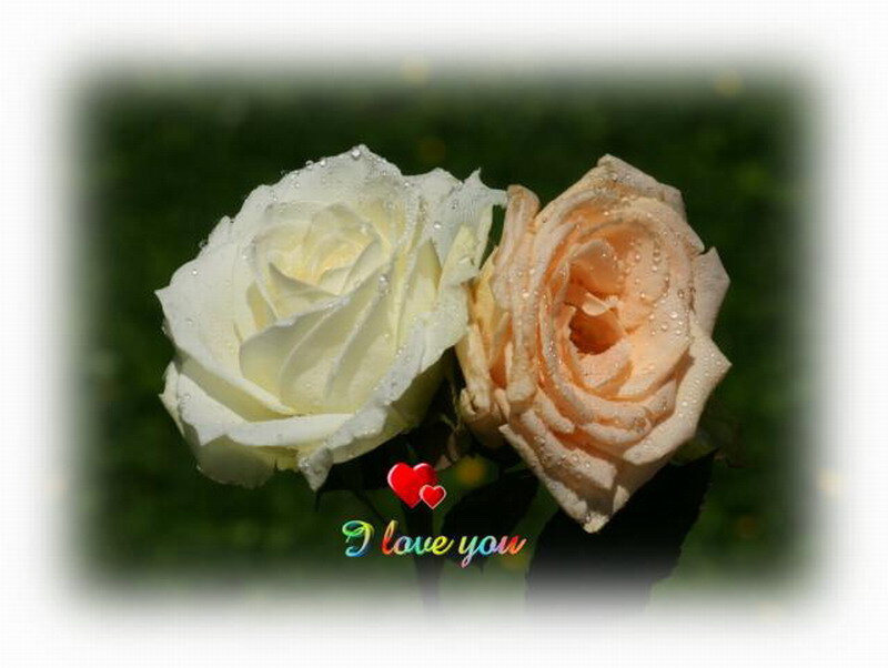 Two Roses with Water Droplets — White