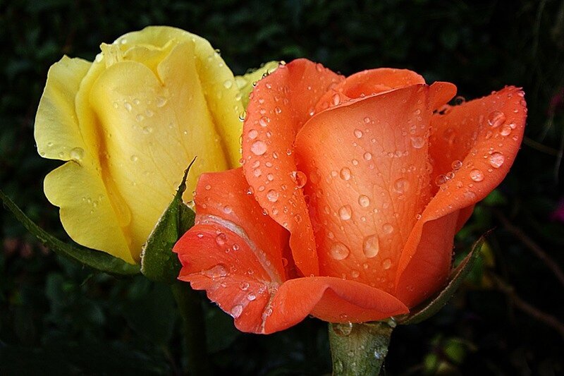 Two Roses with Water Droplets — Yellow, Serene